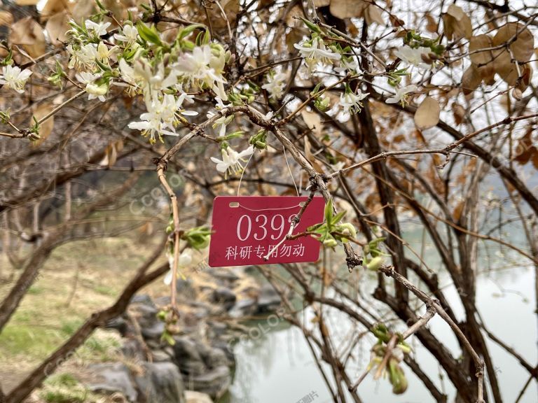 郁香忍冬植株上悬挂的“科研专用”标牌